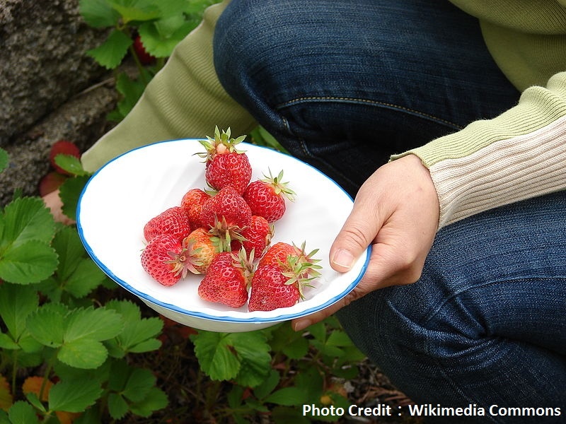 現代農民曆發威 微氣候App種出好草莓