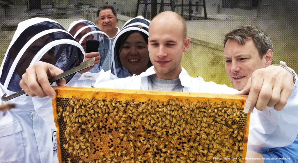 最被忽略的職場技能：「授粉」！從紐約市的養蜜蜂風潮說起…